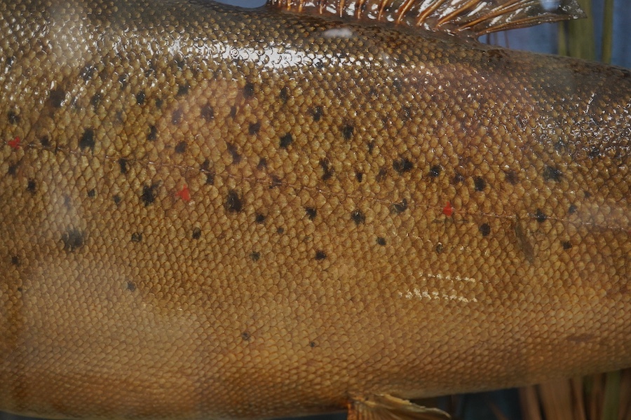 An early 20th century bow front and ebonised cased taxidermy trout, handwritten paper label reading; ‘Caught at Bickton (Avon), by W.T.G. Parnell. 13 March 1926. Weight 4lbs 14ozs’, cabinet 74cm wide, 39.5cm high. Condit